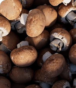 Button Mushroom