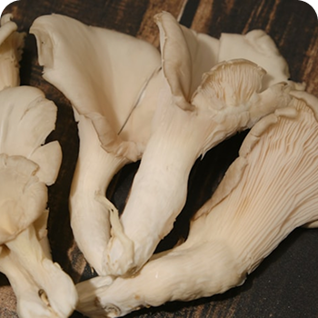 Oyster Mushroom